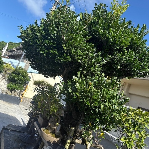 クルチの木 庭木 値下げ可能