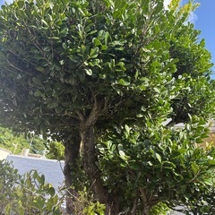 クルチの木 庭木の画像