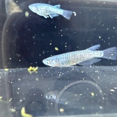 🐟MNF漆黒カガミ鱗アースアイの画像