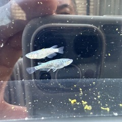 🐟MNF漆黒カガミ鱗アースアイの画像