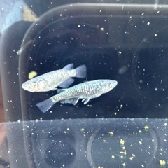 🐟MNF漆黒カガミ鱗アースアイの画像