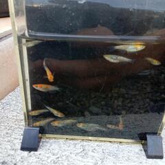メダカユリシスの画像