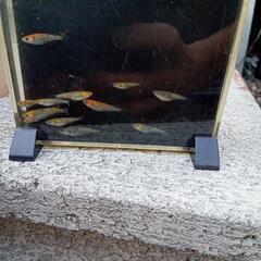 メダカユリシスの画像