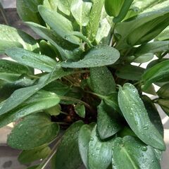 観葉植物 ドリミオプシスマクラータ 球根の画像
