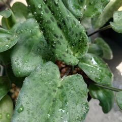 観葉植物 ドリミオプシスマクラータ 球根の画像