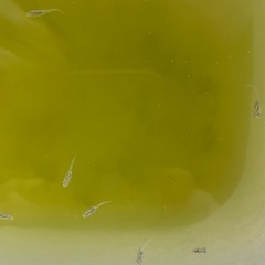 メダカの稚魚の画像