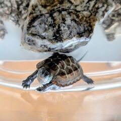 クサガメさん