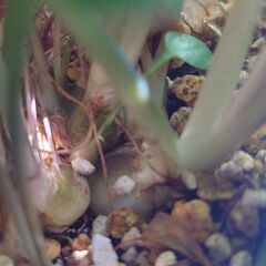 観葉植物 ドリミオプシスマクラータ 球根の画像