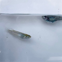 【メダカ屋のんの】ゴジラメダカ針子15匹の画像