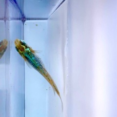 【メダカ屋のんの】ゴジラメダカ針子15匹の画像