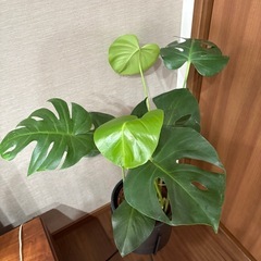観葉植物　モンステラの画像
