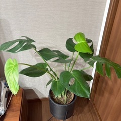 観葉植物　モンステラの画像