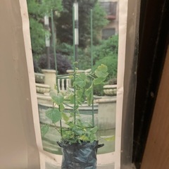 連結式イボ支柱の画像