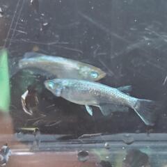 日輪ブルーアースアイ 産卵中 若魚 1ペアの画像
