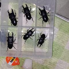 クワガタムシ ヒラタクワガタ ノコギリクワガタ まとめての画像