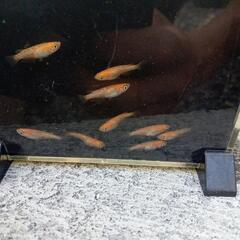 メダカ紅帝ラメの画像