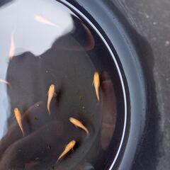 メダカ紅帝ラメの画像