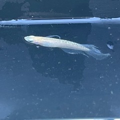 届けます‼️激レアメダカ「プリムローズフローラ」稚魚5匹+αの画像