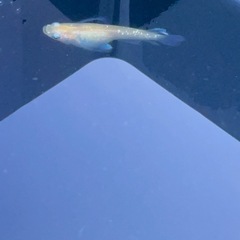 届けます‼️激レアメダカ「プリムローズフローラ」稚魚5匹+αの画像