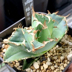 🟣写真更新🟣 アガベ【緑犀牛】小株🍀ロゼット展開開始の画像