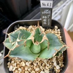 🟣写真更新🟣 アガベ【緑犀牛】小株🍀ロゼット展開開始の画像