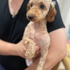 トイプードル🐶のルイ君✨
