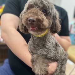 トイプードル🐶ハートちゃん❤️