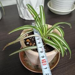 オリズルラン ミニの画像