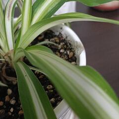 白鉢 受皿付き オリズルランの画像