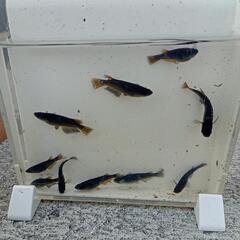 メダカ黒天幻龍の画像