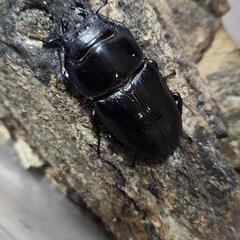 オオクワガタ新成虫ペア(能勢YG血統)　の画像