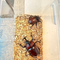 赤み強め　カブトムシ　ペアの画像