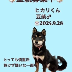 ヒカリくん☆里親募集中