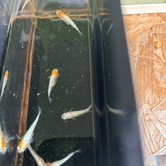 三色体外光メダカ　　ミックスの画像