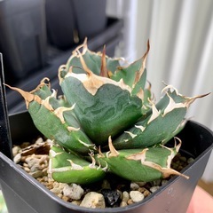 🟣写真更新🟣アガベ【鬼爪】小株の画像