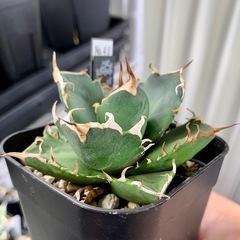 🟣写真更新🟣アガベ【鬼爪】小株の画像