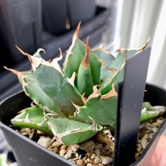 🟣写真更新🟣アガベ【鬼爪】小株の画像