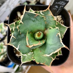 🟣写真更新🟣アガベ【鬼爪】小株の画像
