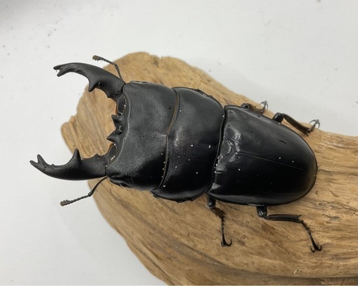 アルキデスヒラタクワガタ　成虫ぺア　配送可能