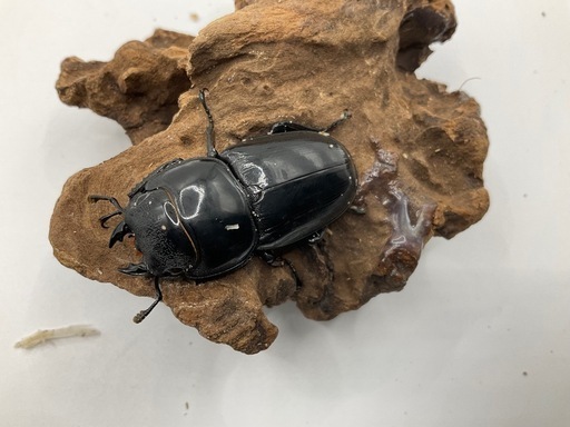 アルキデスヒラタクワガタ　成虫ぺア　配送可能
