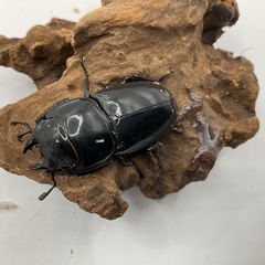 アルキデスヒラタクワガタ　成虫ぺア　配送可能の画像