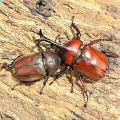 赤み強め　カブトムシ　ペアの画像