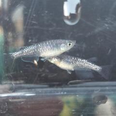 めだか カガミ鱗黒幹之 産卵中若魚 1ペアの画像