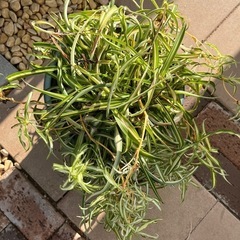 ポニーテール　オリズルラン　の画像