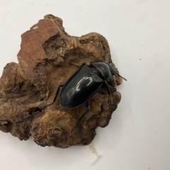 セアカフタマタクワガタ（パリーフタマタ）成虫ペア　配送可能の画像