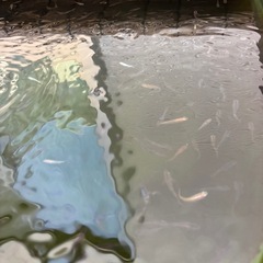 メダカミックスの画像