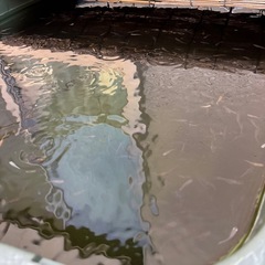 メダカミックス