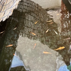 メダカミックスの画像