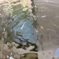 メダカミックスの画像