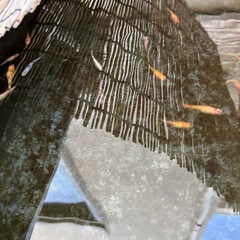 メダカミックスの画像